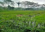 thumbnail-tanah-sewa-dengan-pemandangan-rice-terrace-di-ubud-bali-0