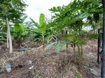 thumbnail-land-for-sale-in-beachside-area-of-pererenan-6