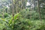 thumbnail-tanah-kebun-istimewa-dekat-pemukiman-warga-tajinan-malang-5