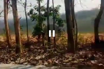 Dijual tanah luas murah untuk perkebunan peternakan di Jombang