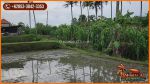 thumbnail-view-sawah-lingkungan-villa-2000-m2-di-sukawati-ubud-8