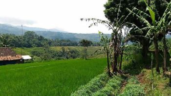 Tanah dengan view cantik persawahan cocok untuk dijadikan wisata
