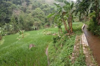 Dijual Tanah Di Sukabumi, Lokasi Di Cimande, Sekarang kebun Durian