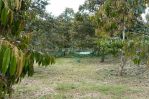 thumbnail-dijual-tanah-di-sukabumi-lokasi-di-cimande-sekarang-kebun-durian-3