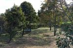 thumbnail-dijual-tanah-di-sukabumi-lokasi-di-cimande-sekarang-kebun-durian-9