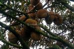 thumbnail-dijual-tanah-di-sukabumi-lokasi-di-cimande-sekarang-kebun-durian-5