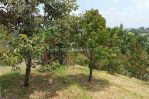 thumbnail-dijual-tanah-di-sukabumi-lokasi-di-cimande-sekarang-kebun-durian-10