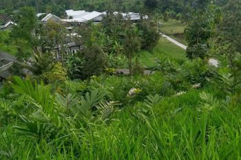 Dijual tanah kebun lokasi strategis nol jalan aspal dekat wisata Wonosalam,