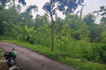 Sale Tanah: Tanah Kebun