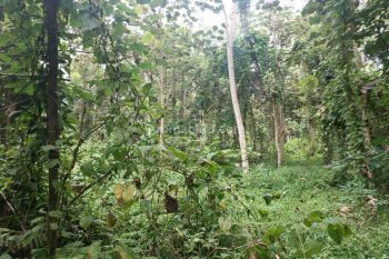 Tanah Kebun Harga Termurah sekali di Malang