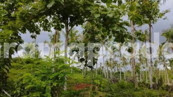 Dijual Tanah 11080m2 Manistutu Melaya Jembrana