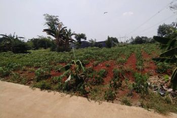 Tanah Murah Harga Terbaik: 500m dari Jalan Bomang