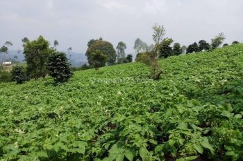 Dijual Tanah/Kebun Di Lembang Bisa Dijadikan Tempat Wisata /Villa/ Perumahan