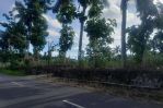 thumbnail-disewakan-tanah-kosong-view-merapi-di-sleman-yogyakarta-3