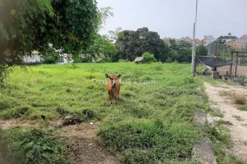 Land For Lease At Canggu, 28 Are, Only 27 Mil are year