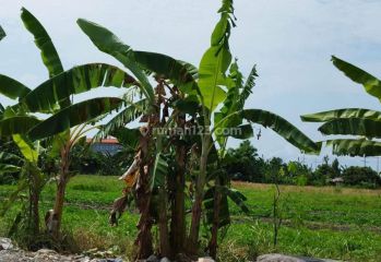 Tanah di Glogor Carik, Denpasar 14,5 are