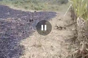 Dijual tanah murah Bareng, Jombang untuk ternak, kebun, pertanian