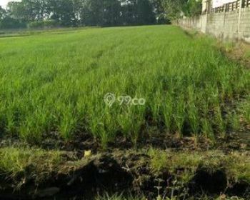 Telp/WA 0819-0451-0658, Tanah Sawah Dijual di Sawit Boyolali, Tanah Sawah Murah