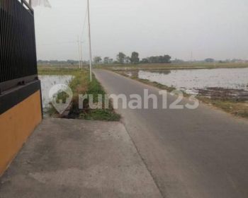 Tanah Sawah Cocok Untuk Perumahan di Kawasan Rajeg Tangerang