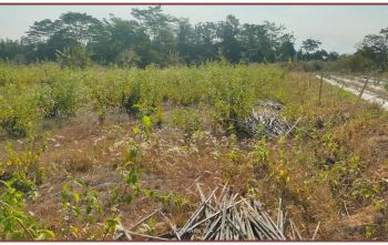 Jual Tanah Sariharjo Dekat UII Pusat Jakal Dekat Jalan Magelang