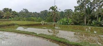Disewakan tanah di tegalalang pakudui ubud bali