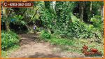 thumbnail-44-ha-tanah-dominan-datar-8-menit-dari-monkey-forest-3