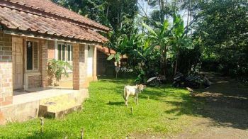 Jual Murah Kebun Pohon Durian dan Jambu Merah + Rumah Villa di Bojong Purwakarta