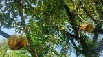 thumbnail-jual-murah-kebun-pohon-durian-dan-jambu-merah-rumah-villa-di-bojong-purwakarta-3