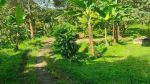 thumbnail-jual-murah-kebun-pohon-durian-dan-jambu-merah-rumah-villa-di-bojong-purwakarta-1