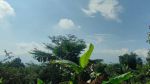 thumbnail-jual-murah-kebun-pohon-durian-dan-jambu-merah-rumah-villa-di-bojong-purwakarta-6