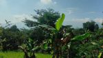thumbnail-jual-murah-kebun-pohon-durian-dan-jambu-merah-rumah-villa-di-bojong-purwakarta-7