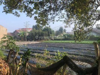 Dijual Tanah/Kebon Productive di Lembang- Bandung Utara