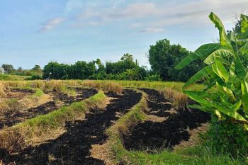 Disewakan Lost Pantai Pasut Tabanan 57 Are