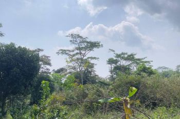 Sale Tanah: JUAL TANAH MURAH