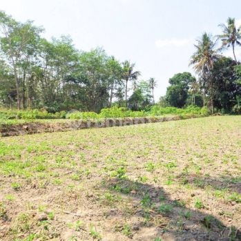 Tanah Murah Sleman, 1 Juta an Dekat Kampus Uii Pusat