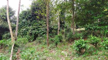 Dijual murah kebun kecil produktif dekat pemukiman penduduk 471 m2