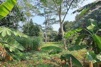 Dijual Tanah Cisauk 9 Menit Stasiun Cicayur