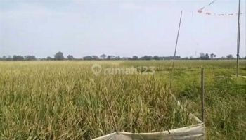 Sawah Produktif 30.ribu M2 di Talagasari Karawang
