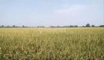 thumbnail-sawah-produktif-30ribu-m2-di-talagasari-karawang-7