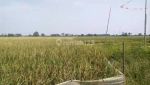 thumbnail-sawah-produktif-30ribu-m2-di-talagasari-karawang-5