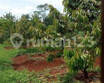 Tanah Subur Bagus Untuk Perkebunan di Area Kuningan