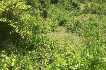 Tanah Murah Ungasan Jimbaran