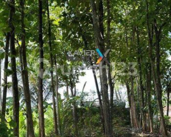 Tanah Beserta Kayu Jati Belakang Samsat Talangagung, Kepanjen Malang