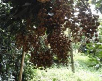 Tanah AJB murah di pakis jabung dengan luas 1,5 hektar