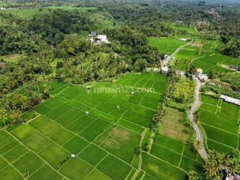 tanah luas siap bangun cck untuk resort hotel di area ubud