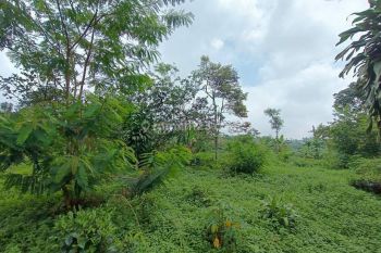 Tanah kebun datar produktif samping jalan