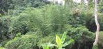 thumbnail-jungle-view-dekat-central-ubud-3
