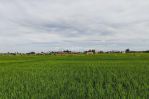thumbnail-1000-m2-land-in-cemagi-for-lease-7