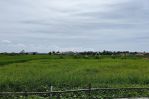 thumbnail-1000-m2-land-in-cemagi-for-lease-4