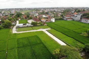 Dijual Tanah Murah Jl. Alas Harum,Sading,Mengwi,Badung Bali. Dekat Ke Puspem